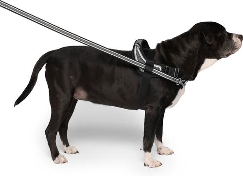 Show full view: Canada Pooch Redirect Dog Harness, Black/Grey, Medium slide 7 of 7