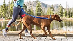 Stunt Puppy Stunt Runner Hands-Free Dog Leash, Red, Hands-Free Running Leash slide 2 of 3