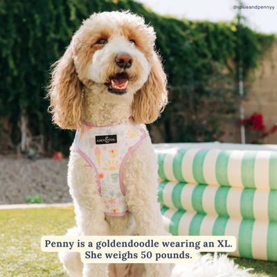 Show full view: Lucy & Co. Life's a Beach Reversible Dog Harness, Small: 14 to 18-in chest slide 5 of 6