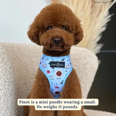 Show full view: Lucy & Co. Italian Vacay Reversible Dog Harness, Large: 20 to 28-in chest slide 5 of 7