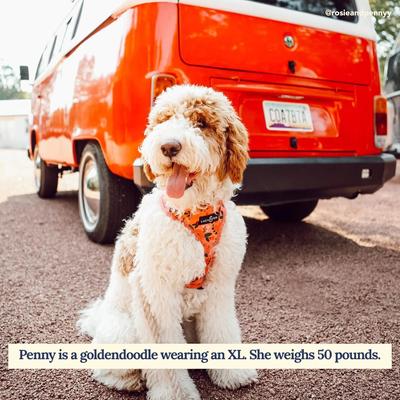 Show full view: Lucy & Co. The Posy Pink Reversible Dog Harness, Pink, Medium: 17 to 23-in chest slide 5 of 8