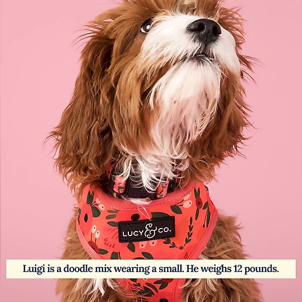 Lucy & Co. The Posy Pink Reversible Dog Harness, Pink