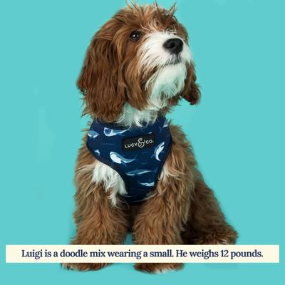 Show full view: Lucy & Co. The Shark Attack Reversible Dog Harness, Blue, X-Small: 12 to 15-in chest slide 4 of 8