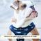 Show in main carousel: Lucy & Co. The Shark Attack Reversible Dog Harness, Blue, X-Small: 12 to 15-in chest slide 5 of 8