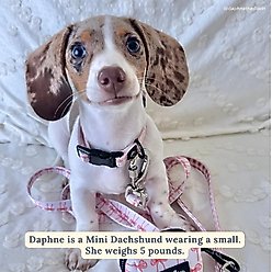 Lucy & Co. Take a Bow Polyester Dog Collar, Medium: 13 to 20-in neck, 1-in wide slide 2 of 6