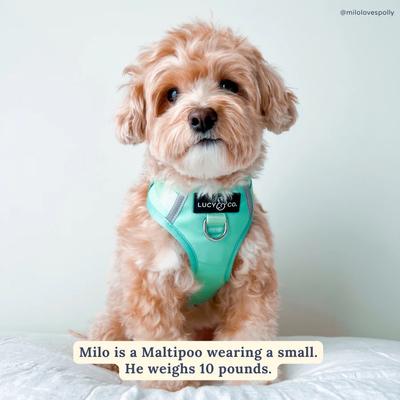 Show full view: Lucy & Co. Spring Green No Pull Dog Harness, Medium: 17 to 23-in chest slide 7 of 10