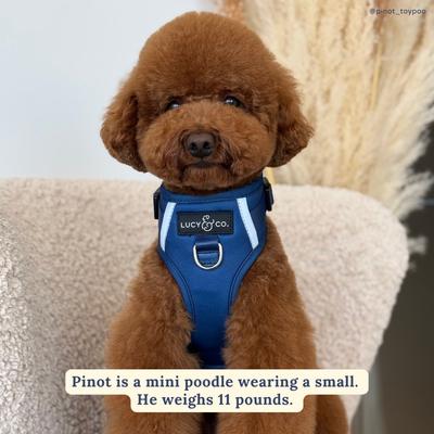 Show full view: Lucy & Co. Navy No Pull Dog Harness, Large: 20 to 28-in chest slide 4 of 7