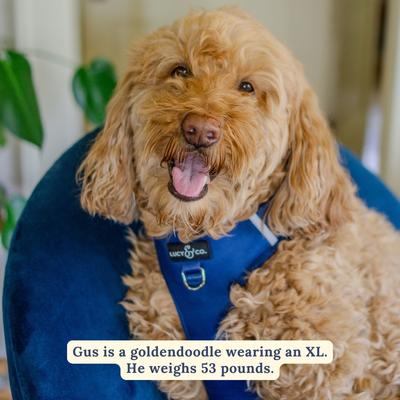 Show full view: Lucy & Co. Navy No Pull Dog Harness, Large: 20 to 28-in chest slide 2 of 7