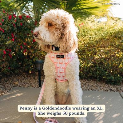 Show full view: Lucy & Co. Take a Bow Reversible Dog Harness, Small: 14 to 18-in chest slide 3 of 9