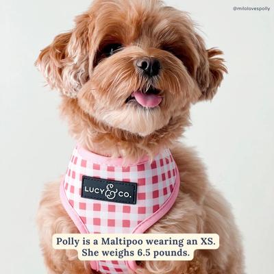 Show full view: Lucy & Co. Take a Bow Reversible Dog Harness, Small: 14 to 18-in chest slide 2 of 9