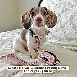 Lucy & Co. Take a Bow Polyester Dog Leash, Large: 5-ft long, 1-in wide slide 2 of 6