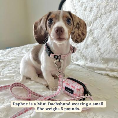 Show full view: Lucy & Co. Take a Bow Polyester Dog Leash, Small: 5-ft long, 0.6-in wide slide 5 of 7