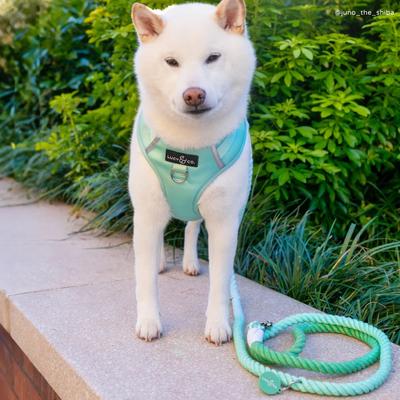 Show full view: Lucy & Co. Hands-Free Rope Dog Leash, 7-ft long, 3/4-in wide, Spring Green slide 3 of 6