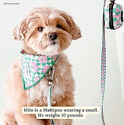 Lucy & Co. Just Chill Polyester Dog Leash, Small: 5-ft long, 0.6-in wide slide 2 of 5