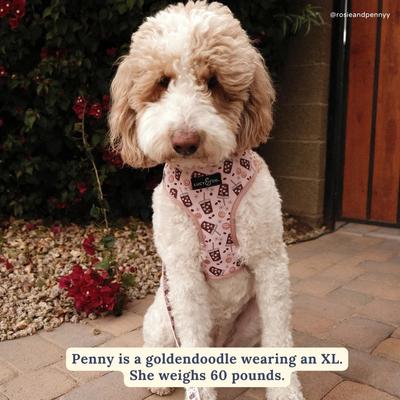 Show full view: Lucy & Co. Iced Coffee SZN Reversible Dog Harness, Small: 14 to 18-in chest slide 4 of 7