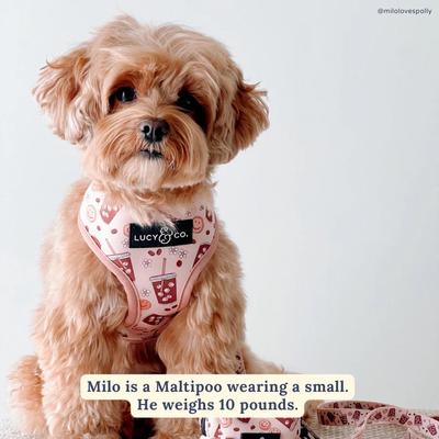 Show full view: Lucy & Co. Iced Coffee SZN Reversible Dog Harness, Small: 14 to 18-in chest slide 5 of 7