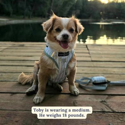 Show full view: Lucy & Co. Match Point No Pull Dog Harness, Large: 20 to 28-in chest slide 7 of 8