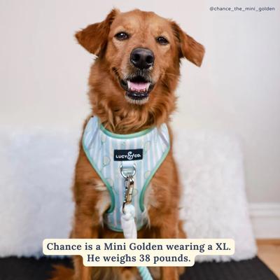 Show full view: Lucy & Co. Match Point No Pull Dog Harness, Large: 20 to 28-in chest slide 4 of 8