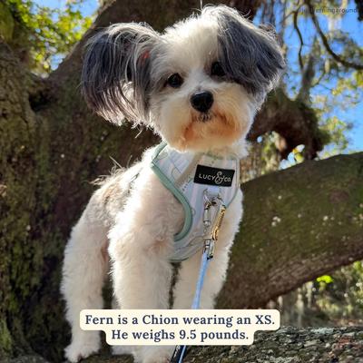 Show full view: Lucy & Co. Match Point No Pull Dog Harness, Large: 20 to 28-in chest slide 3 of 8