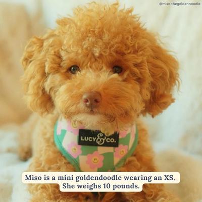 Show full view: Lucy & Co. Just Chill Reversible Dog Harness, Large: 20 to 28-in chest slide 9 of 10