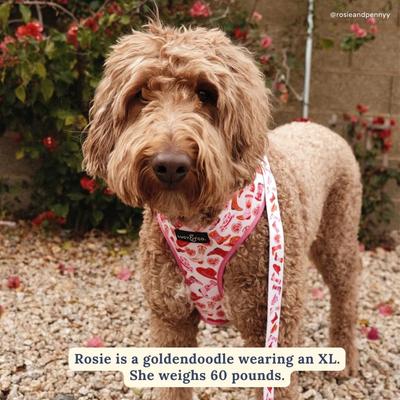 Show full view: Lucy & Co. Howdy, Honey Reversible Dog Harness, Small: 14 to 18-in chest slide 3 of 9