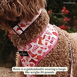 Lucy & Co. Howdy, Honey Polyester Dog Collar, Small: 8 to 14-in neck, 1/2-in wide slide 2 of 4