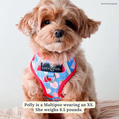 Show full view: Lucy & Co. Fresh Berries No Pull Dog Harness, Small: 14 to 18-in chest slide 2 of 8