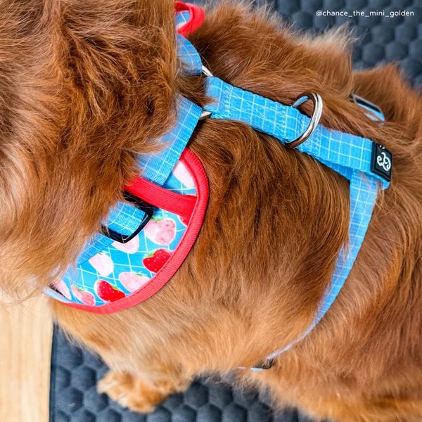 Lucy & Co. Fresh Berries No Pull Dog Harness