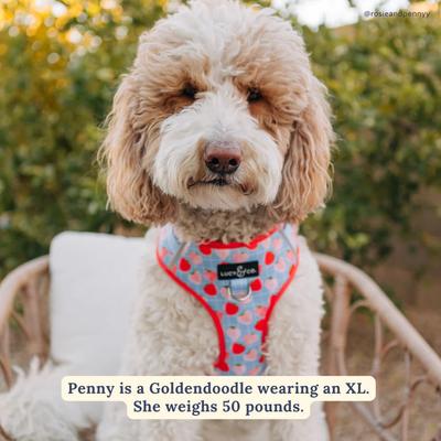 Show full view: Lucy & Co. Fresh Berries No Pull Dog Harness, Small: 14 to 18-in chest slide 6 of 8