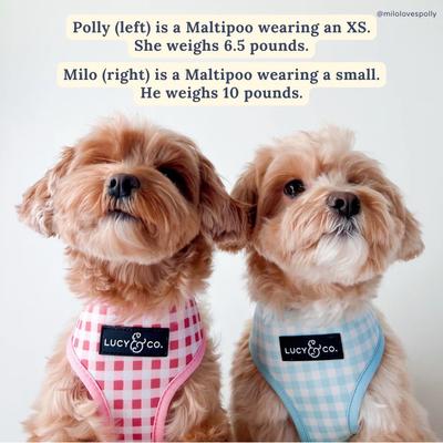 Show full view: Lucy & Co. Bowwow Wow! Reversible Dog Harness, Large: 20 to 28-in chest slide 2 of 5