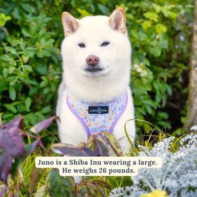 Show full view: Lucy & Co. Among the Wildflowers Reversible Dog Harness, Medium: 17 to 23-in chest slide 2 of 8