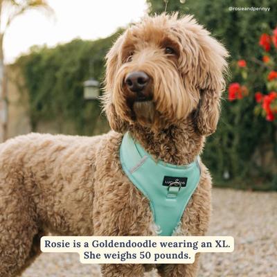 Show full view: Lucy & Co. Spring Green No Pull Dog Harness, Medium: 17 to 23-in chest slide 4 of 10