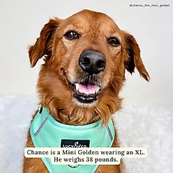 Lucy & Co. Spring Green No Pull Dog Harness, Medium: 17 to 23-in chest slide 2 of 9