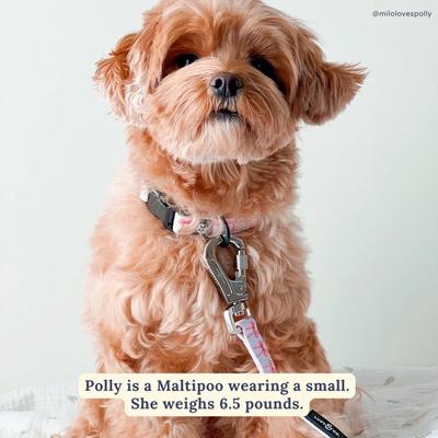 Show full view: Lucy & Co. Take a Bow Polyester Dog Collar, Small: 8 to 14-in neck, 1/2-in wide slide 2 of 6