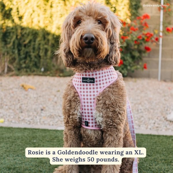 Lucy & Co. Take a Bow Reversible Dog Harness