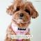 Show in main carousel: Lucy & Co. Take a Bow Reversible Dog Harness, Small: 14 to 18-in chest slide 7 of 9