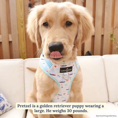 Show full view: Lucy & Co. Nautical by Nature No Pull Dog Harness, Large: 20 to 28-in chest slide 2 of 9