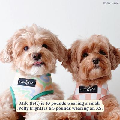 Show full view: Lucy & Co. Just Chill Reversible Dog Harness, Large: 20 to 28-in chest slide 5 of 10