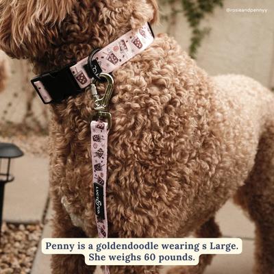 Show full view: Lucy & Co. Iced Coffee SZN Polyester Dog Collar, Medium: 13 to 20-in neck, 1-in wide slide 3 of 7