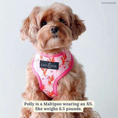 Show full view: Lucy & Co. Howdy, Honey Reversible Dog Harness, Small: 14 to 18-in chest slide 6 of 9