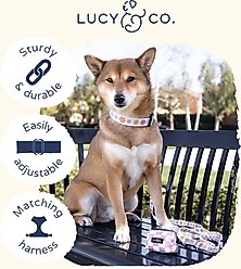 Lucy & Co. Bowwow Wow! Polyester Dog Collar, Medium: 13 to 20-in neck, 1-in wide slide 2 of 4