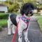 Show in main carousel: Lucy & Co. Hands-Free Rope Dog Leash, 7-ft long, 3/4-in wide, Cherry Red slide 2 of 5