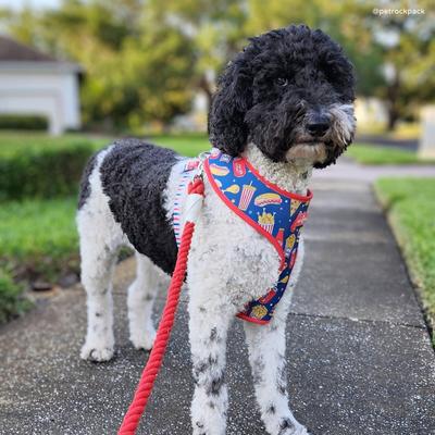 Show full view: Lucy & Co. Hands-Free Rope Dog Leash, 7-ft long, 3/4-in wide, Cherry Red slide 2 of 5