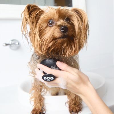 Show full view: DOG By Dr Lisa Dog Brush, Black slide 4 of 5