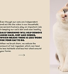 CAT By Dr Lisa Bamboo Slicker Cat Brush slide 2 of 5