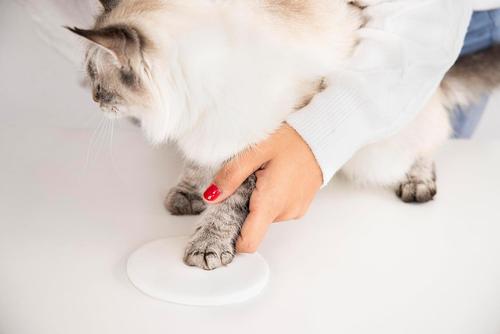 Show full view: Pearhead Christmas Cat Paw Print Keepsake Ornament Kit slide 3 of 6