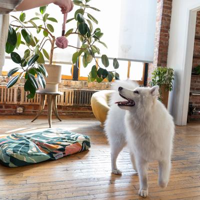 Show full view: ADC Houndstone & Co. Rope Dog Toy slide 5 of 6