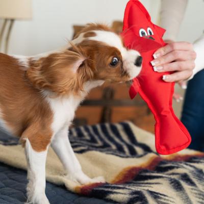 Show full view: ADC Houndstone & Co. Lobster Squeaky Plush Dog Toy slide 5 of 6