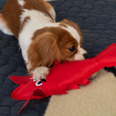 Show full view: ADC Houndstone & Co. Lobster Squeaky Plush Dog Toy slide 6 of 6