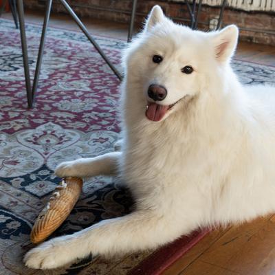 Show full view: ADC Houndstone & Co. Baguette Interactive Crinkle Plush Dog Toy with Treat Pockets slide 5 of 7